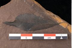 Foto (Detailsansicht) von Quercus palaeoilex Ettingshausen (NHMW-GEO-2024-0188-0875)